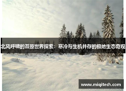 北风呼啸的苔原世界探索：寒冷与生机并存的极地生态奇观